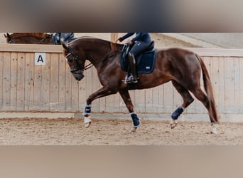 German Sport Horse, Mare, 8 years, 17 hh, Chestnut-Red