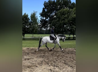 German Sport Horse, Mare, 8 years, 17 hh, Gray-Dapple