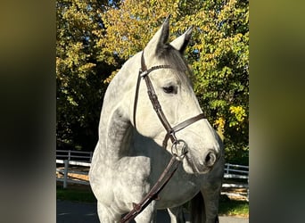 German Sport Horse, Mare, 8 years, 17 hh, Gray