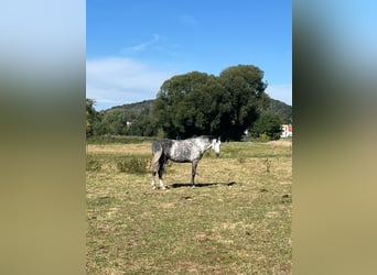 German Sport Horse, Mare, 8 years, 17 hh, Grey