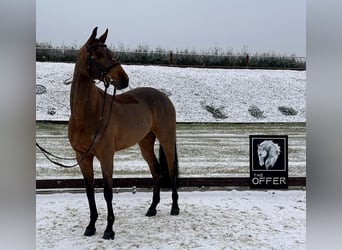 German Sport Horse, Mare, 9 years, 15.2 hh, Brown