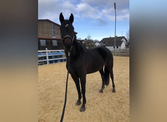 German Sport Horse, Mare, 9 years, 15.2 hh, Smoky-Black