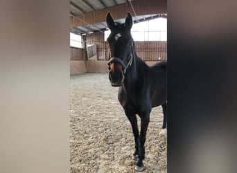 German Sport Horse, Mare, 9 years, 15.2 hh, Smoky-Black