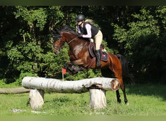 German Sport Horse, Mare, 9 years, 15,2 hh, Bay-Dark