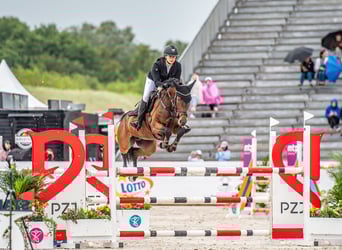 German Sport Horse, Mare, 9 years, 15,2 hh, Bay-Dark