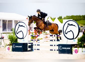 German Sport Horse, Mare, 9 years, 15,2 hh, Bay-Dark