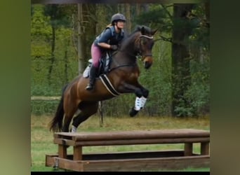 German Sport Horse, Mare, 9 years, 16.1 hh, Bay-Dark