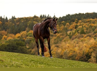 German Sport Horse, Mare, 9 years, 16,1 hh, Bay-Dark