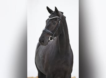 German Sport Horse, Mare, 9 years, 16.1 hh, Black