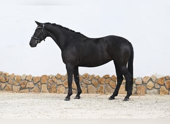 German Sport Horse, Mare, 9 years, 16.1 hh, Black
