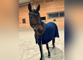 German Sport Horse, Mare, 9 years, 16,1 hh, Brown