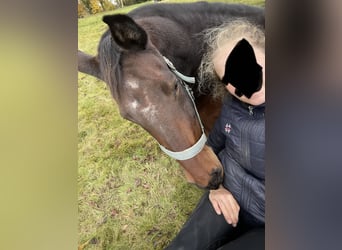 German Sport Horse, Mare, 9 years, 16.1 hh, Brown