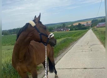 German Sport Horse, Mare, 9 years, 16.1 hh, Brown
