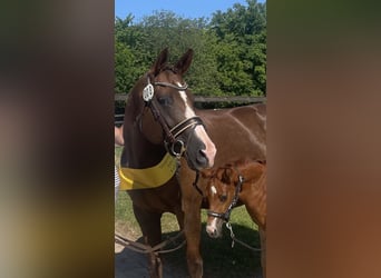 German Sport Horse, Mare, 9 years, 16.1 hh, Chestnut