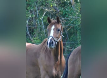 German Sport Horse, Mare, 9 years, 16.1 hh, Chestnut-Red