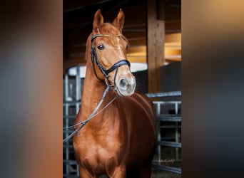 German Sport Horse, Mare, 9 years, 16,1 hh, Chestnut-Red