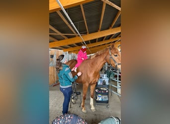 German Sport Horse, Mare, 9 years, 16,1 hh, Chestnut-Red