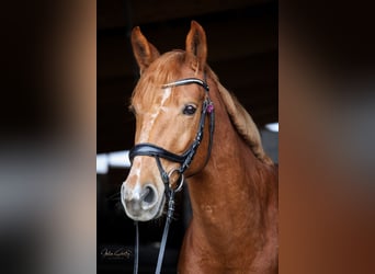 German Sport Horse, Mare, 9 years, 16,1 hh, Chestnut-Red