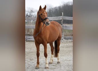 German Sport Horse, Mare, 9 years, 16,1 hh, Chestnut-Red