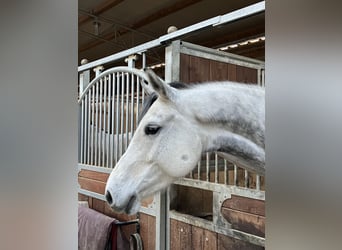 German Sport Horse, Mare, 9 years, 16.1 hh, Gray