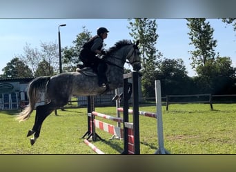 German Sport Horse, Mare, 9 years, 16,1 hh, Gray