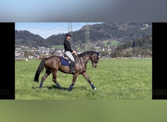 German Sport Horse, Mare, 9 years, 16.1 hh, Smoky-Black