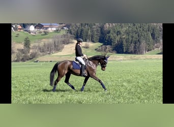 German Sport Horse, Mare, 9 years, 16.1 hh, Smoky-Black