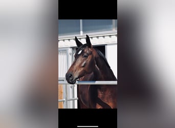 German Sport Horse, Mare, 9 years, 16.1 hh, Smoky-Black