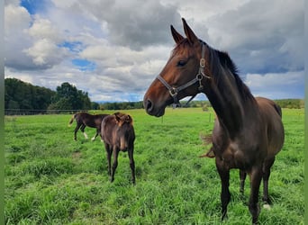 German Sport Horse, Mare, 9 years, 16.2 hh, Bay-Dark