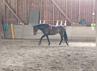 German Sport Horse, Mare, 9 years, 16.2 hh, Bay-Dark