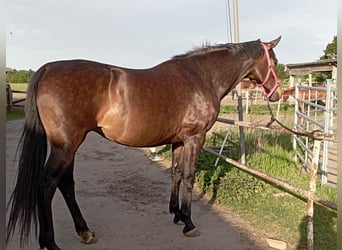 German Sport Horse, Mare, 9 years, 16.2 hh, Bay-Dark