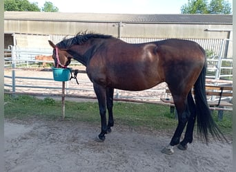 German Sport Horse, Mare, 9 years, 16.2 hh, Bay-Dark