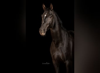 German Sport Horse, Mare, 9 years, 16.2 hh, Bay-Dark