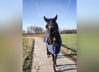 German Sport Horse, Mare, 9 years, 16.2 hh, Bay-Dark