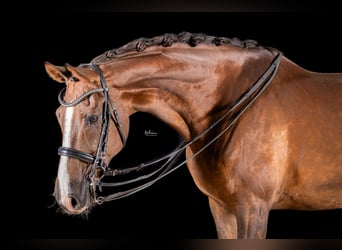 German Sport Horse, Mare, 9 years, 16.2 hh, Chestnut