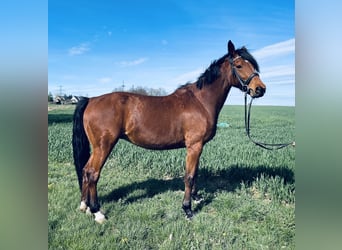 German Sport Horse, Mare, 9 years, 16.2 hh, Chestnut-Red