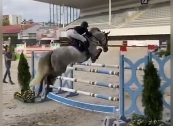 German Sport Horse, Mare, 9 years, 16.2 hh, Gray-Dapple