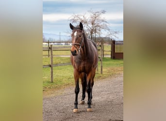 German Sport Horse, Mare, 9 years, 16.3 hh, Brown