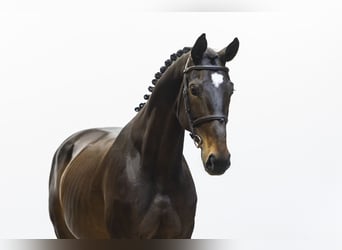 German Sport Horse, Mare, 9 years, 16.3 hh