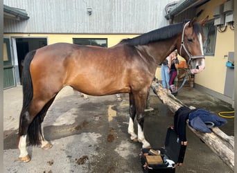 German Sport Horse, Mare, 9 years, 16 hh, Bay-Dark