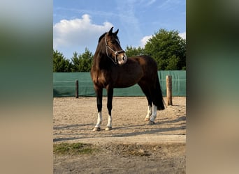 German Sport Horse, Mare, 9 years, 16 hh, Bay-Dark