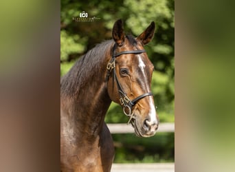 German Sport Horse, Mare, 9 years, 16 hh, Brown