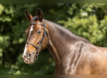 German Sport Horse, Mare, 9 years, 16 hh, Brown