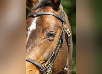 German Sport Horse, Mare, 9 years, 16 hh, Brown