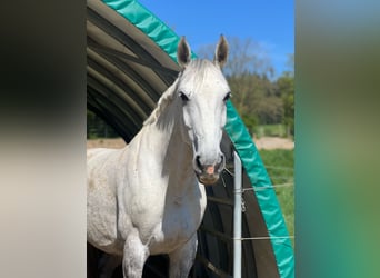 German Sport Horse, Mare, 9 years, 16 hh, Grey