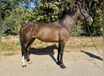 German Sport Horse, Mare, 9 years, 16,1 hh, Bay-Dark