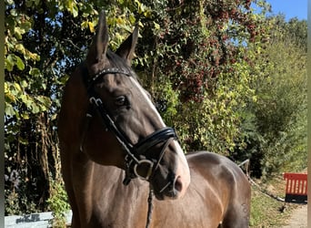 German Sport Horse, Mare, 9 years, 16,1 hh, Bay-Dark