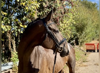 German Sport Horse, Mare, 9 years, 16,1 hh, Bay-Dark