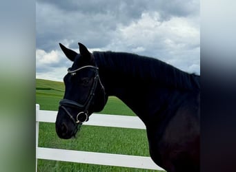 German Sport Horse, Mare, 9 years, 16,1 hh, Black