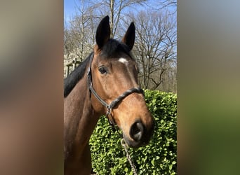 German Sport Horse, Mare, 9 years, 16,1 hh, Brown